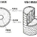 仲良くなりたいなら、相手をよく知ろう！「毛幹の構造 パート１」編