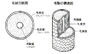 moukan 仲良くなりたいなら、相手をよく知ろう！「毛幹の構造 パート１」編