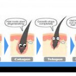 ヘアサイクル（毛周期）ってみんな知ってる？
