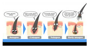 hair ヘアサイクル（毛周期）ってみんな知ってる？