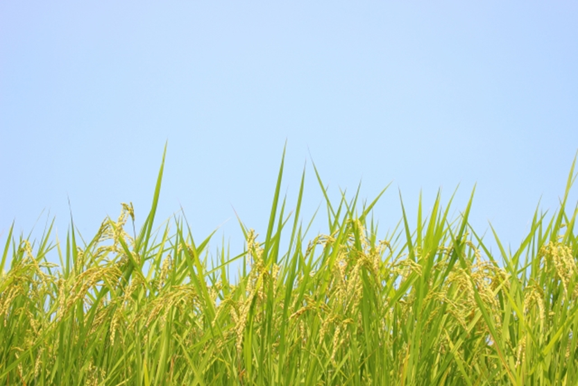 usu 088 01 自毛植毛は田植えっぽい？自毛植毛の手順【その?】
