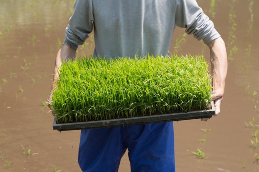 usu 089 02 自毛植毛は田植えっぽい？自毛植毛の手順【その②】