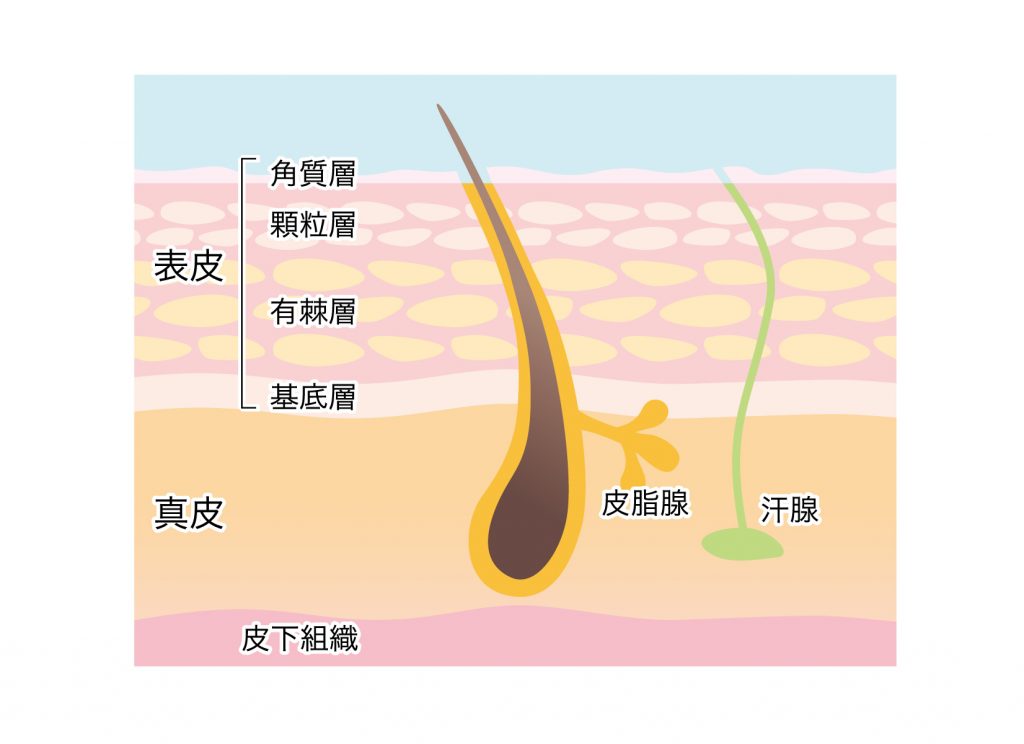 538228 1024x744 今さら聞けない！毛髪って何？髪の構造や作られ方を解剖