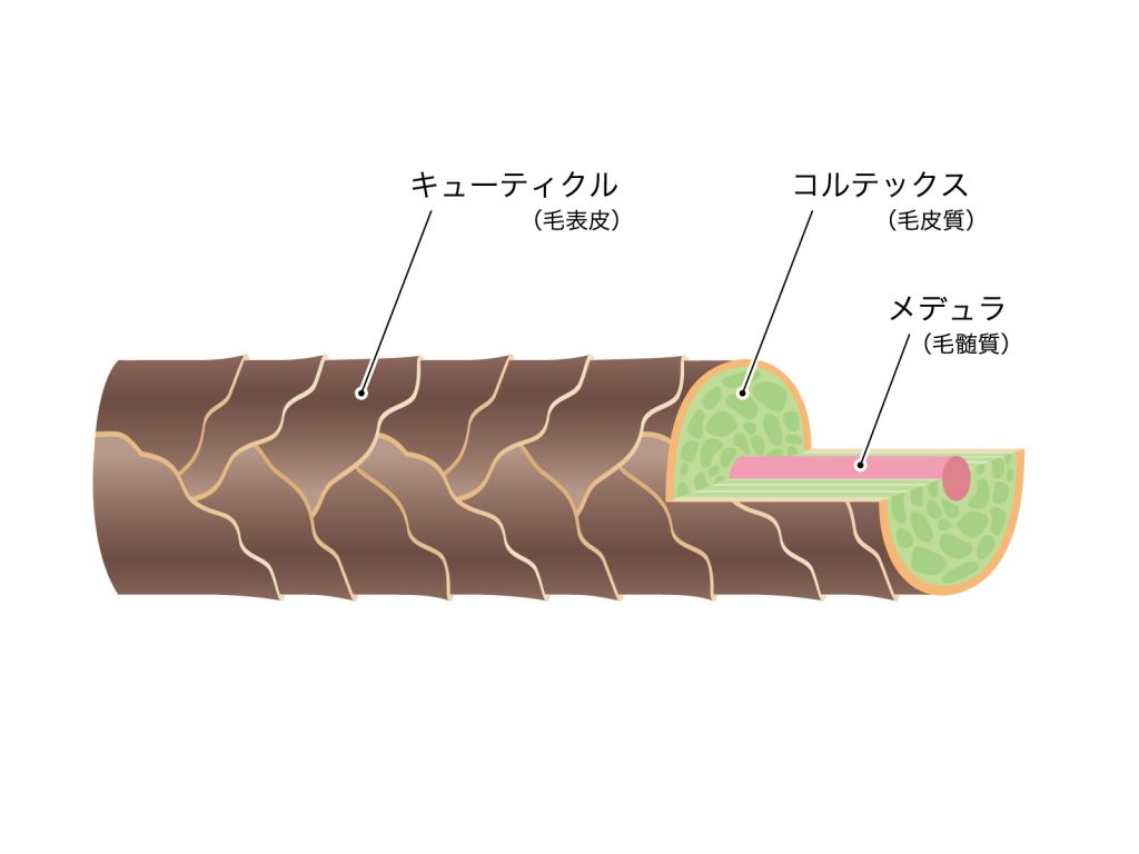 635475 1024x768 毛の本体「毛幹」のしくみは？かなり複雑な毛髪の構造