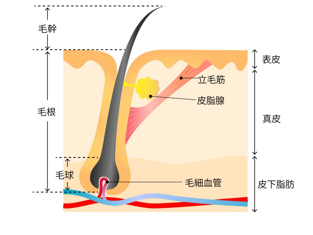 1226617 1024x768 髪の生え替わりのメカニズムってどうなってるの？