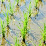 植毛術の最先端は明治時代の技術にあり？植毛の歴史をたどろう