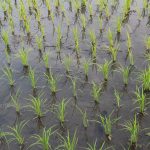 自毛植毛成功の秘訣は、良い頭皮の状態にアリ？