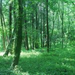 頭皮と毛髪の関係は、森と大地？強い髪を育てるには？