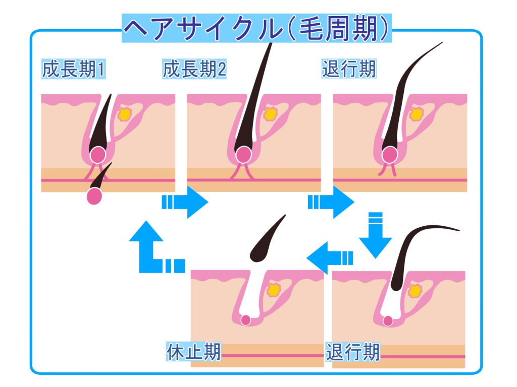 1078209 1024x768 育毛剤は有効成分をチェックして根気よく使ってみよう