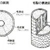 仲良くなりたいなら、相手をよく知ろう！「毛幹の構造 パート１」編
