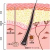 はじまりは皮膚【皮膚の構造】