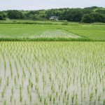 「ある程度の距離をおく」毛の生え方の不思議！