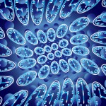 発毛？脱毛？男性ホルモンのパラドックスを解明！