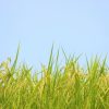 自毛植毛は田植えっぽい？自毛植毛の手順【その?】