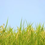 自毛植毛は田植えっぽい？自毛植毛の手順【その?】