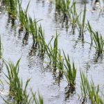 自毛植毛は田植えっぽい？自毛植毛の手順【その?】