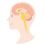 脳は腸からできた？腸内細菌が髪の栄養もつくっている！
