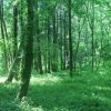 頭皮と毛髪の関係は、森と大地？強い髪を育てるには？