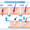 毛周期がモザイク状になる？ヘアサイクルの調節機構とは？